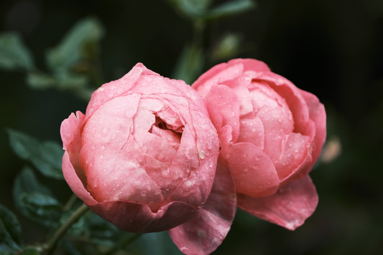 Photography by wobbat